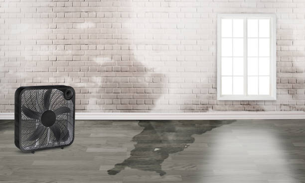Best Water damage cleanup near me  in New Bern, NC
